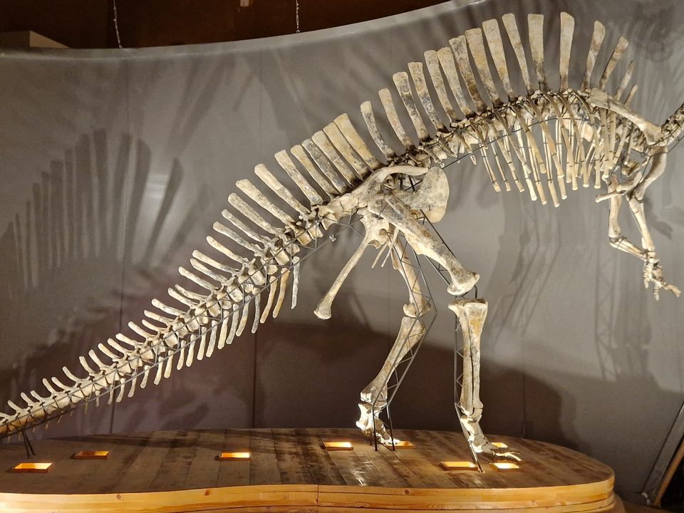 Natural History Museum of Venice 2/3