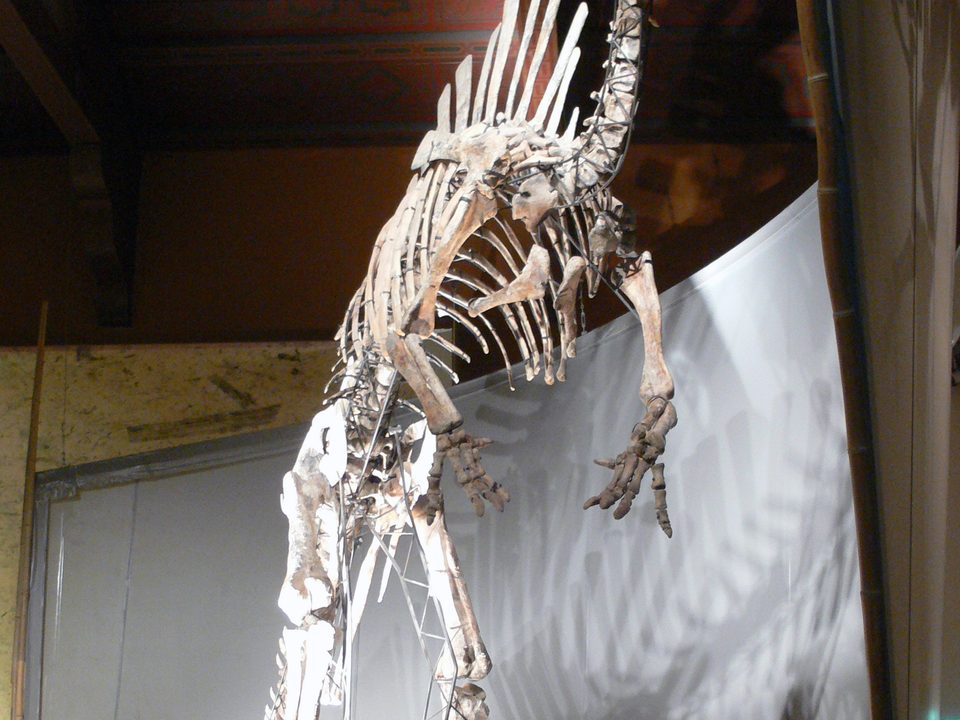 Natural History Museum of Venice 3/3